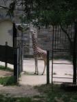 Jeffrey's brother
