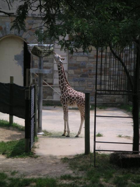 Jeffrey's brother