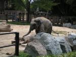Baby elephant