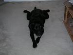 Duke in his new home enjoying a rawhide