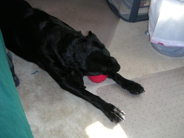 Duke 006.jpg