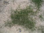 Well, maybe a LITTLE grass, but this is it