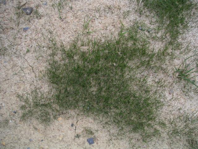 Well, maybe a LITTLE grass, but this is it