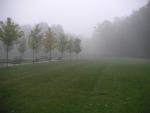 Walking into work one morning I liked the fog and spider webs