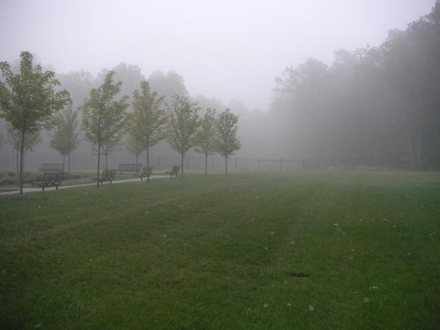 Walking into work one morning I liked the fog and spider webs