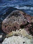 Pacific Grove and Montery Bay 003.jpg